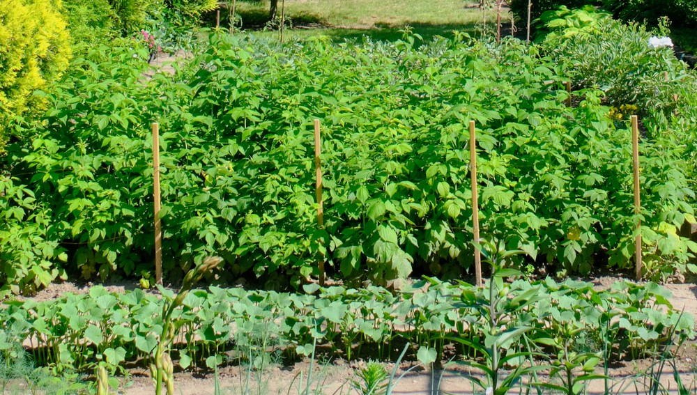 Rozsady, nasadzenia i ogrodowe plany