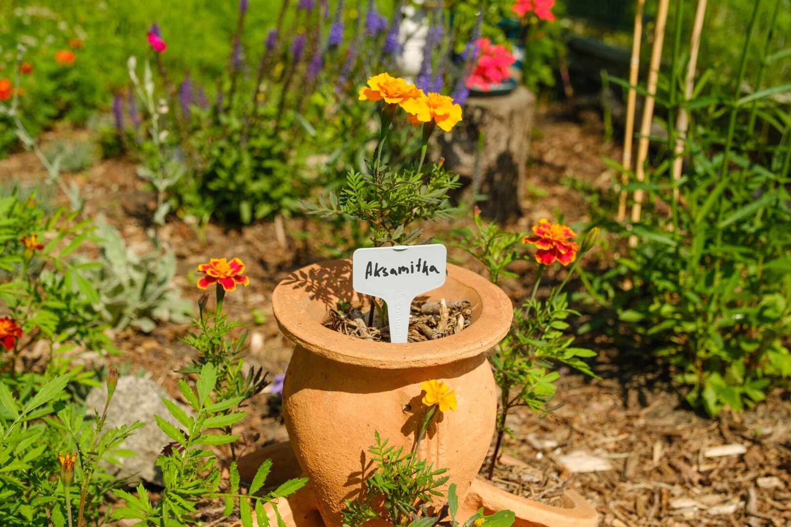 Grugarden_Aksamitka_cenówka