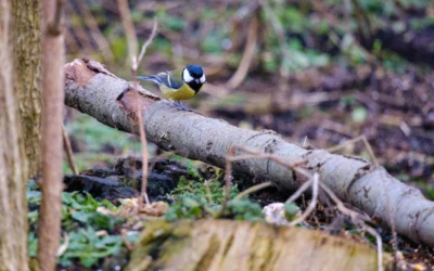 Ogród – zimowy azyl dla ptaków